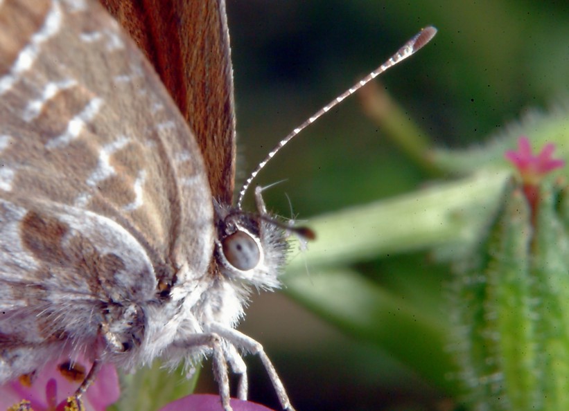 Anatomia di una farfalla